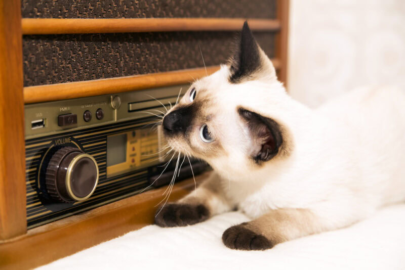 Cat is listening to music on at retro radio