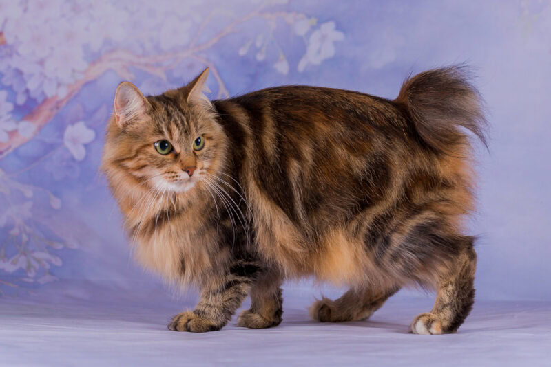 Bobtail cat with purple background