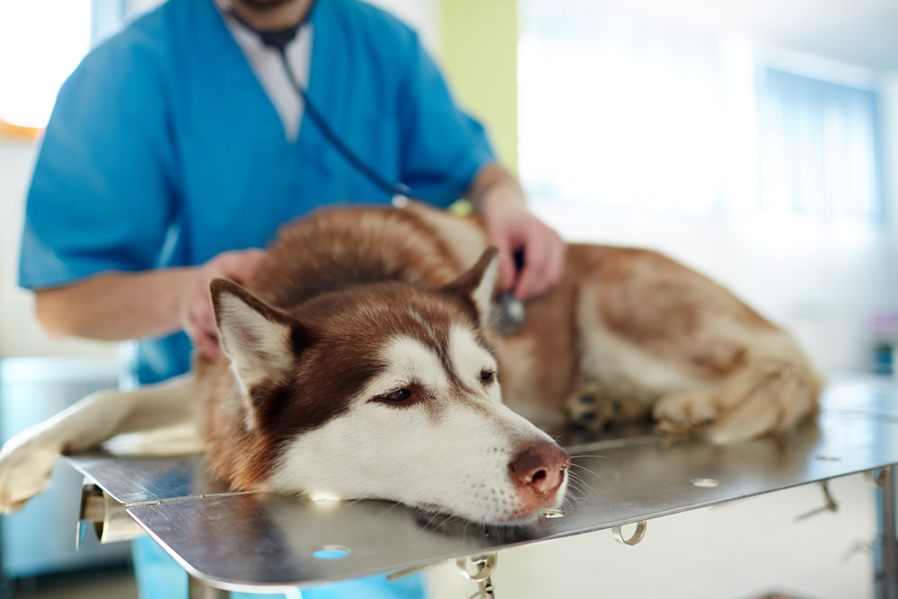vet checking up the dog