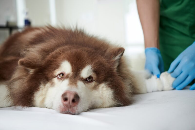 vet placing intravenous catheter to the dog_