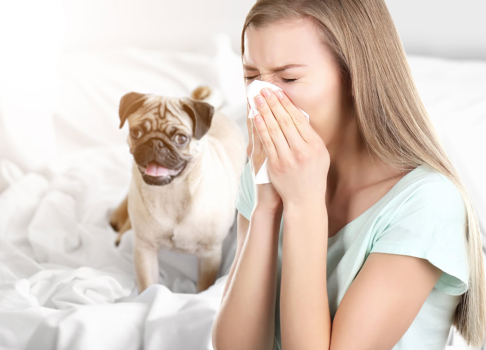 woman suffering from dog allergies with pug in the background 