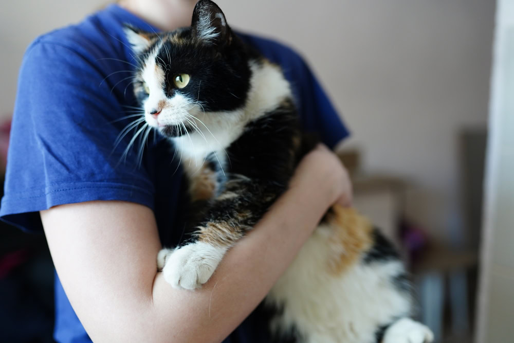 A cat in a shelter with vet