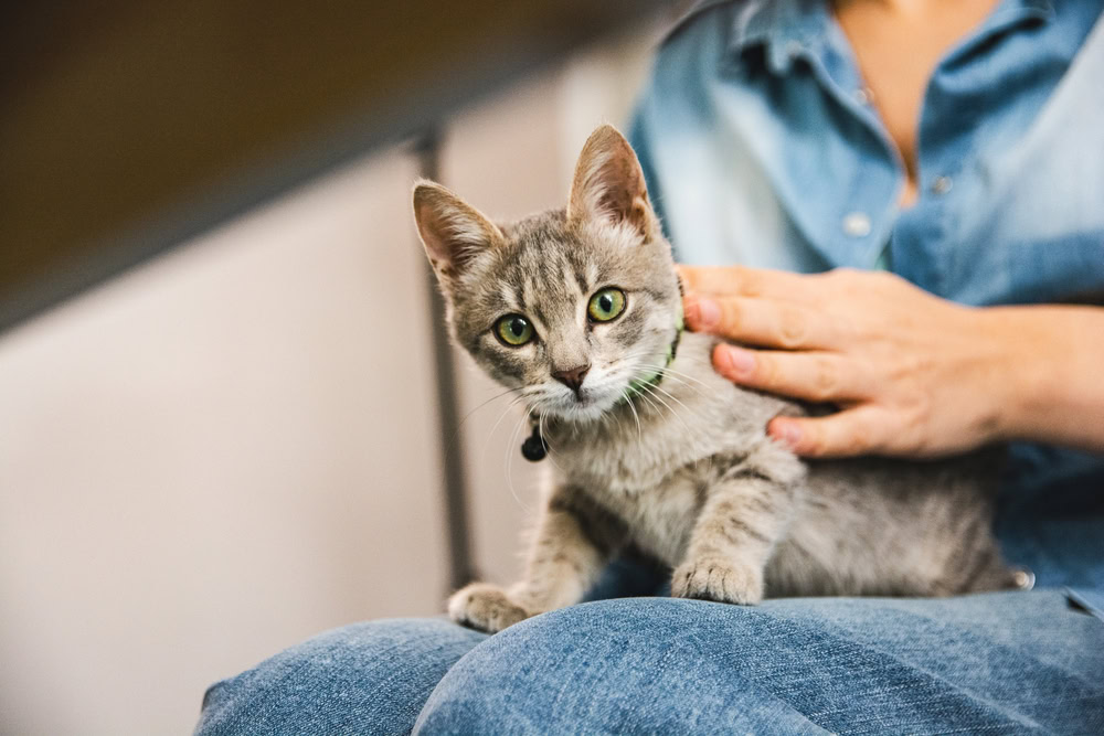 Domestic tabby cat Cat Owner