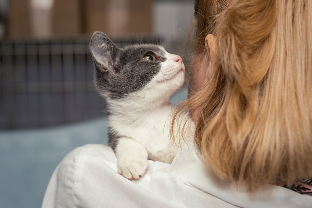 cat adoption shelter