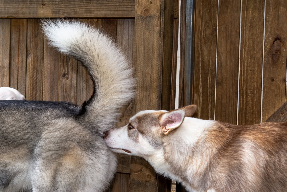 dog saying hi by sniffing another dog's butt