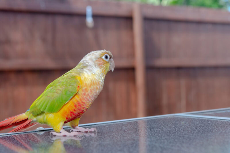 pineapple green cheek conure outside