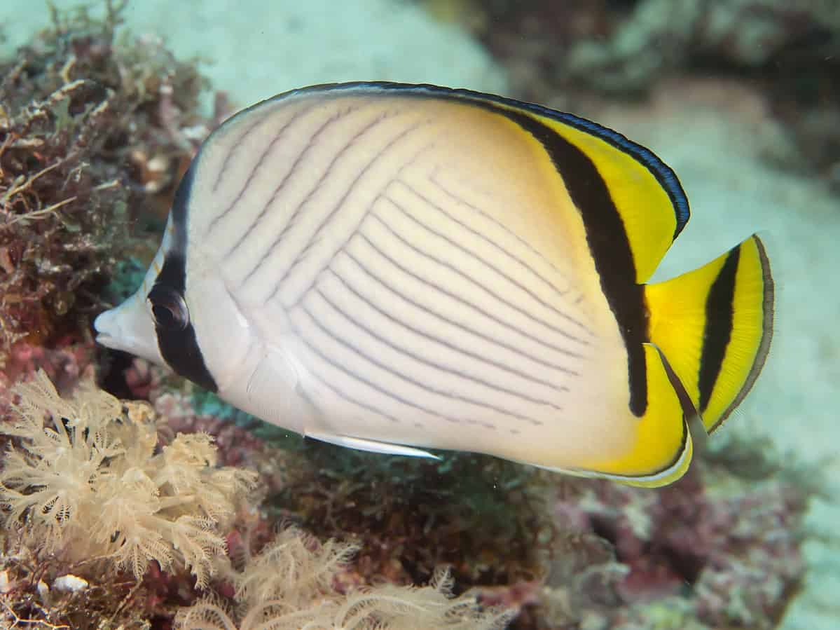 Vagabond Butterflyfish