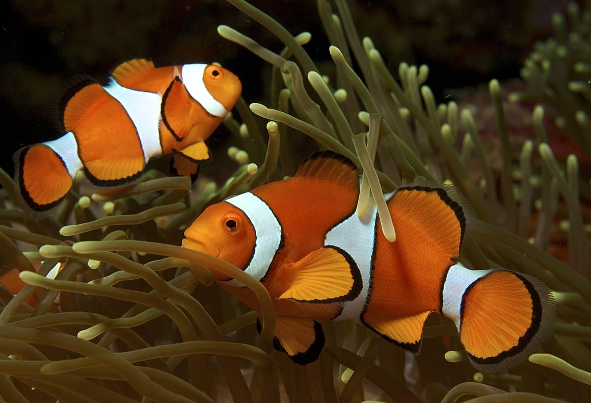 Ocellaris Clownfish