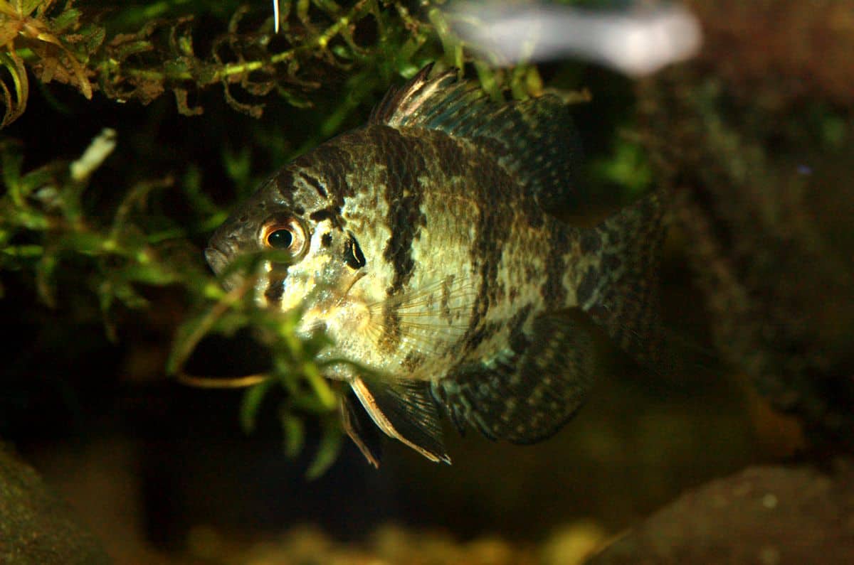 Blackbanded Sunfish
