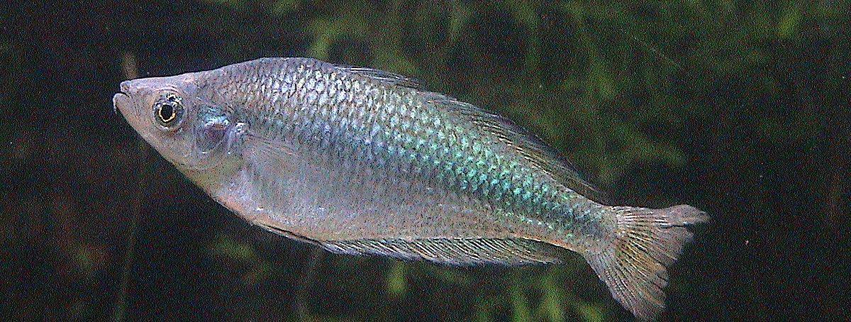 Australian Rainbowfish