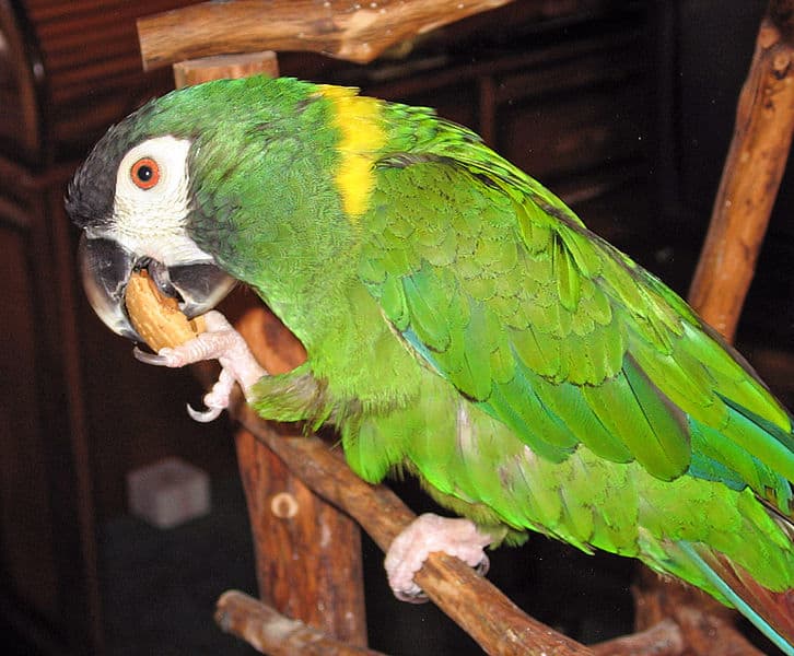 Yellow-Collared Macaw