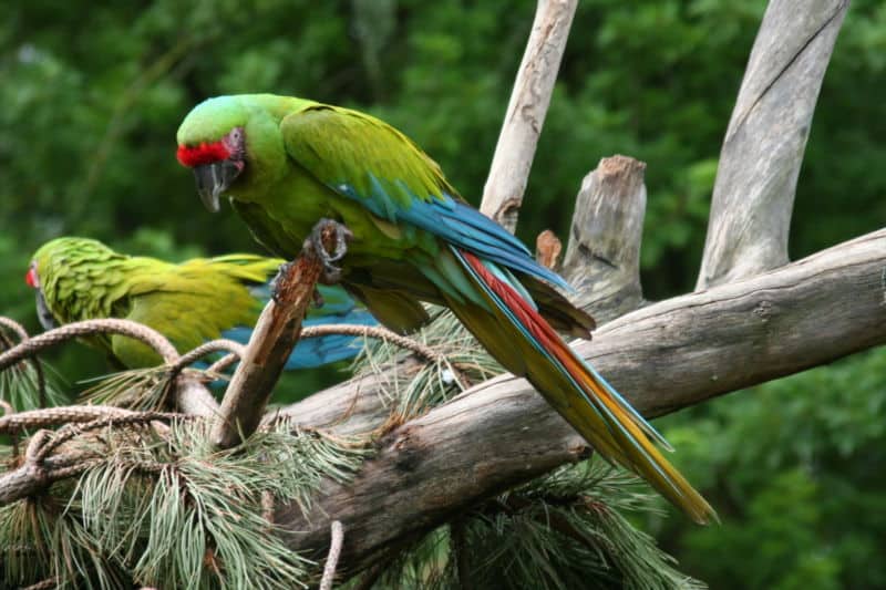 Buffon’s Macaw
