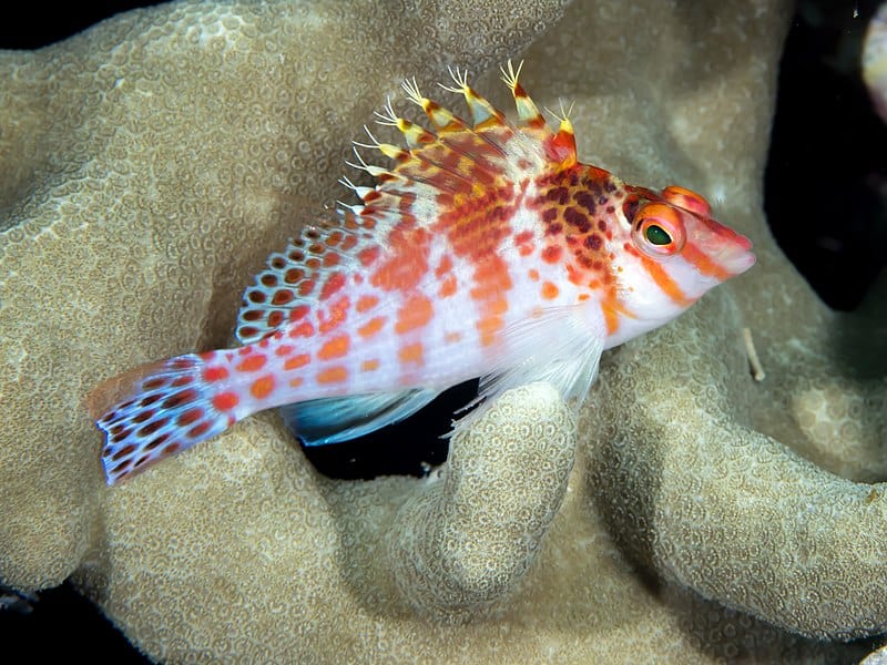 Falco Hawkfish or Dwarf Hawkfish