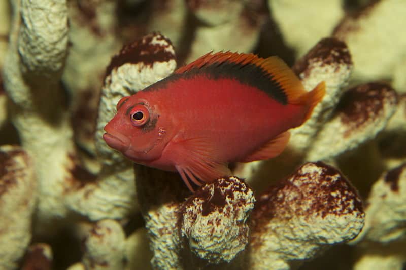 Flame Hawkfish