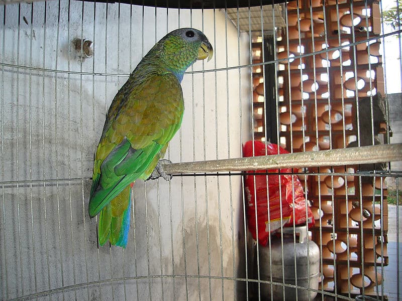 Maximilian’s Pionus