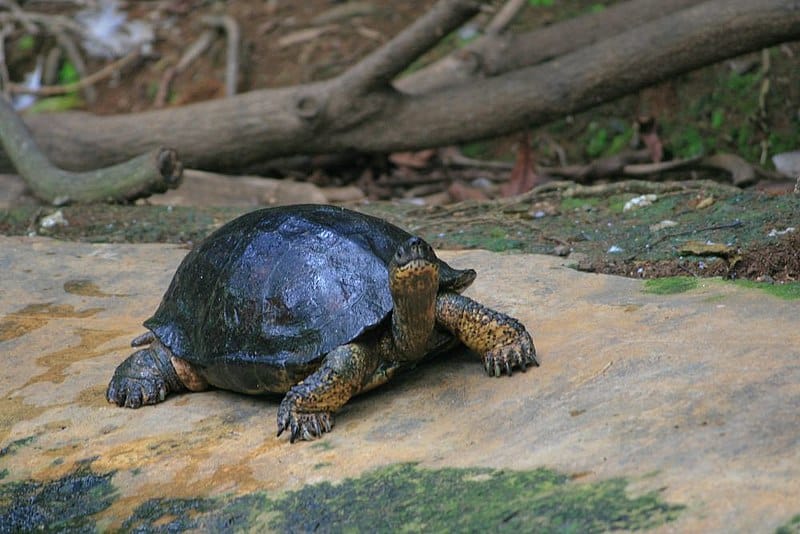 Black Wood Turtle