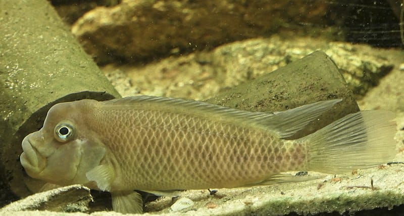 Lionhead Cichlid
