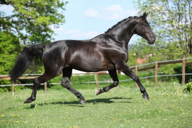 dutch warmblood with braided hair