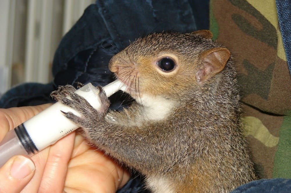 submit a pet pk guinea pig