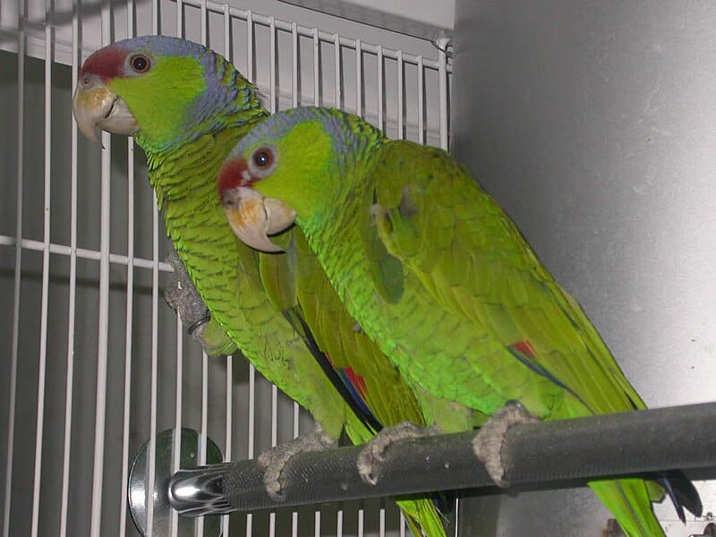 Lilac-crowned Amazon
