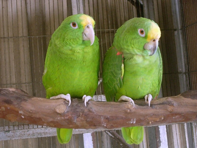 Panama Amazon