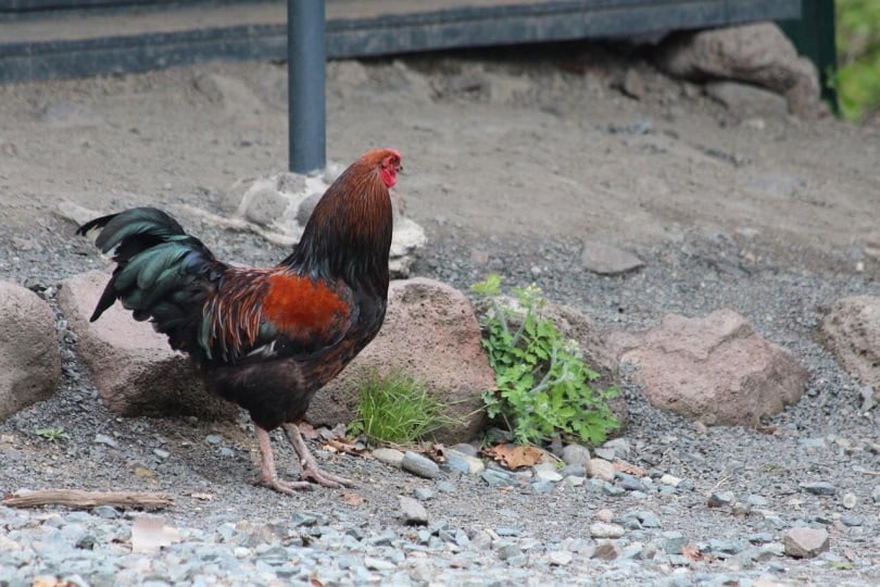 American Game Chicken in the yard