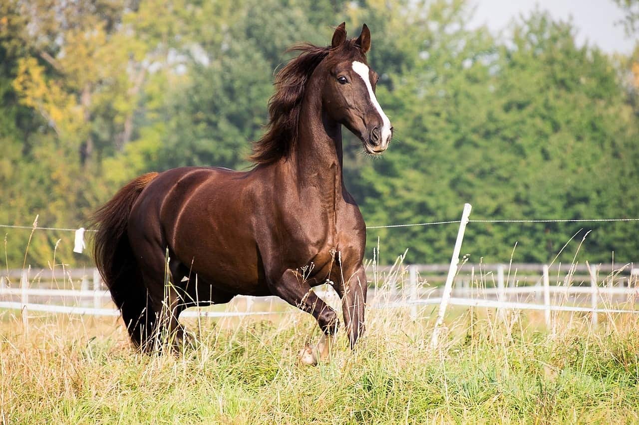 chestnut american saddlebred horse trotting
