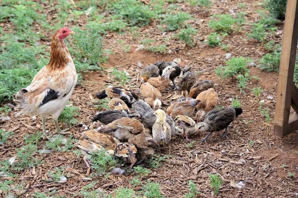 American game chickens