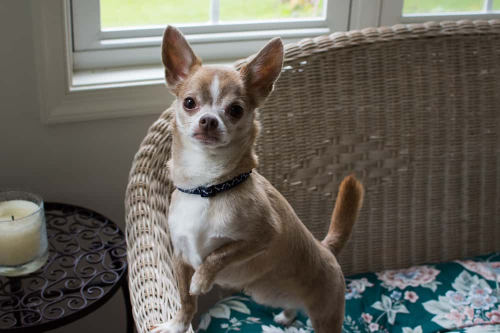 senior applehead chihuahua