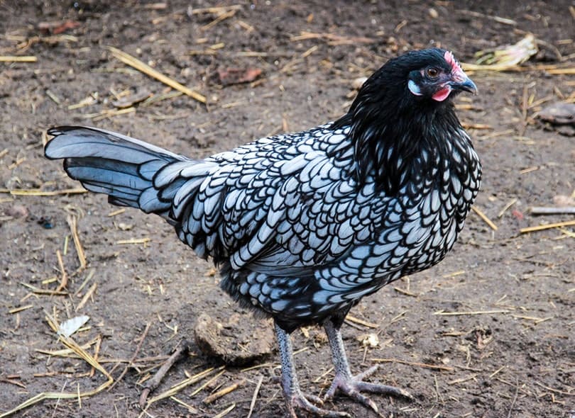 Ancona Chicken