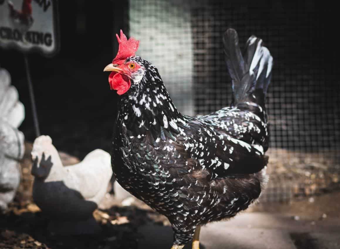 Ancona Chicken