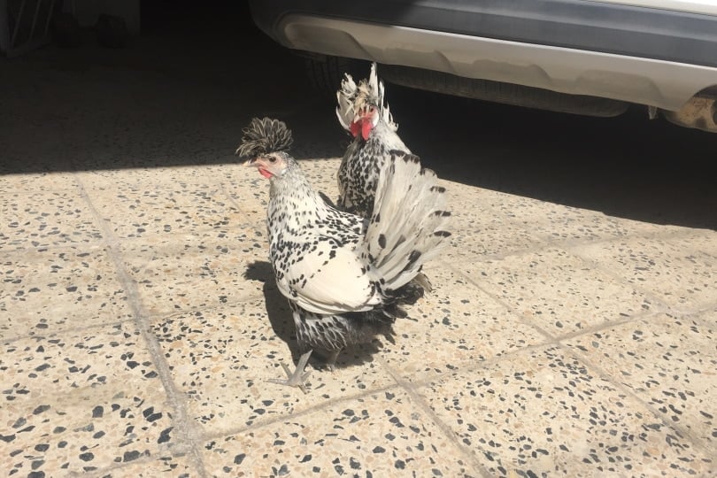Appenzeller spitzhauben chicken