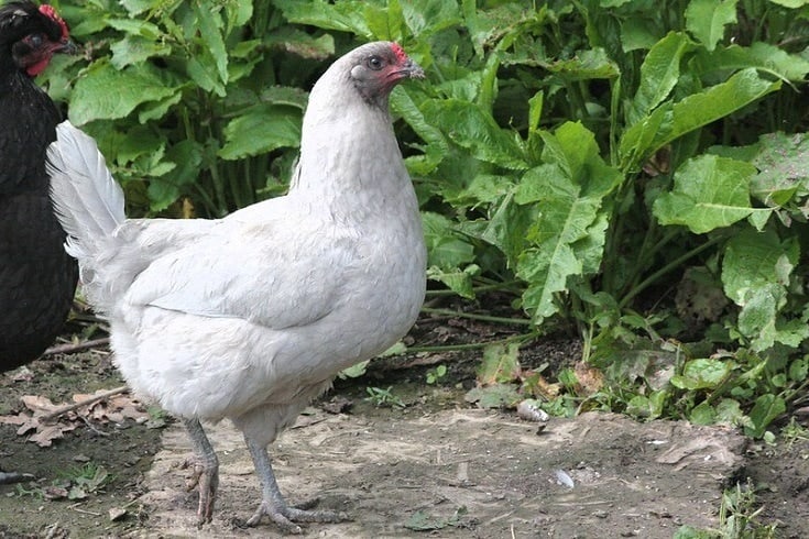 Araucana chicken