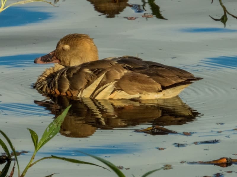 Australian call duck taking a nap_Imogen 