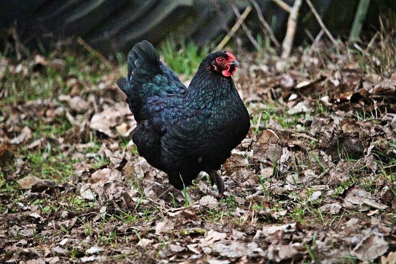 Australorp Chicken