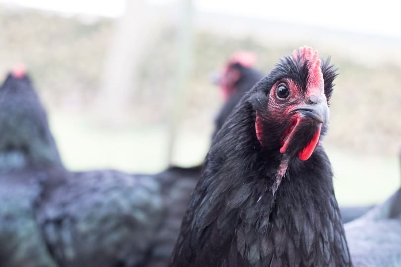 Ayam Cemani Chicken