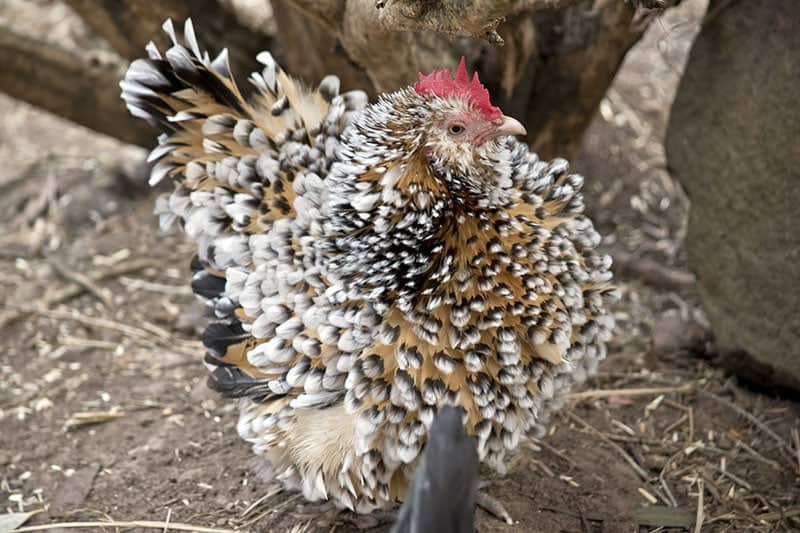 Belgian d’Uccle chicken