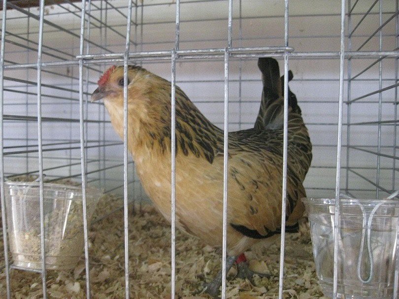 Belgian_Bearded_dAnvers_hen-Commons wikimedia