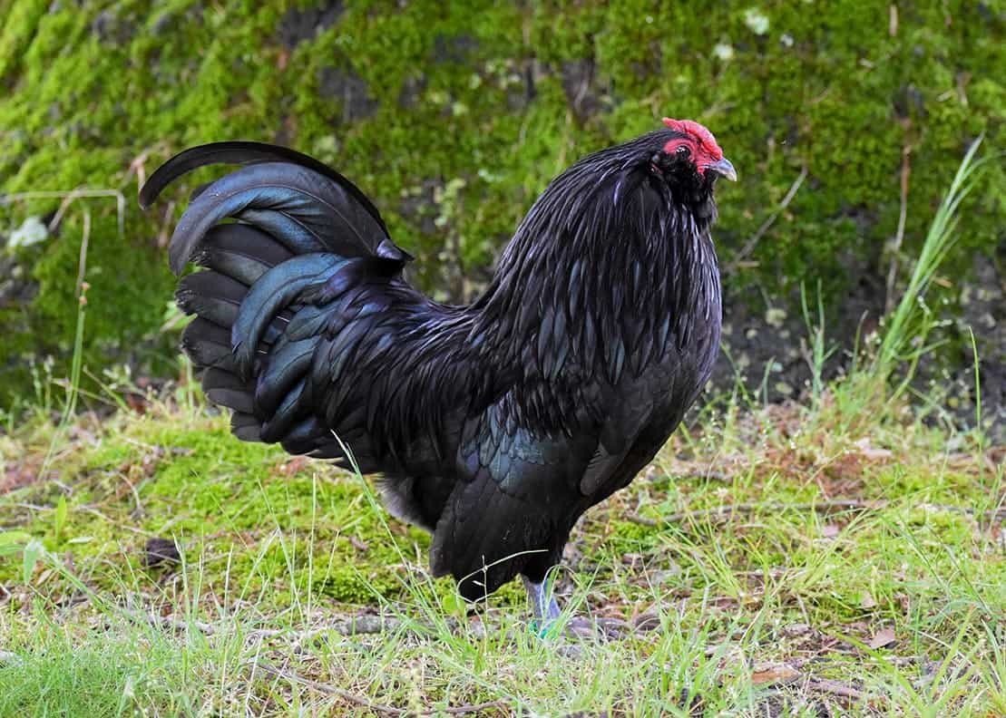 Black Belgian d'Anvers