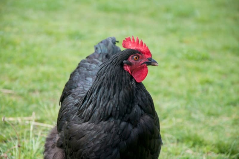 Black Orpington chicken