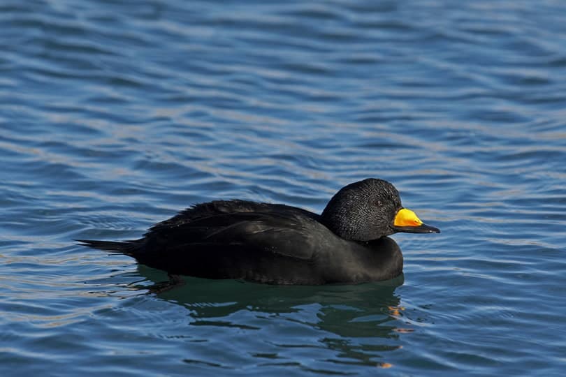 Black Scoter swimming in the ocean