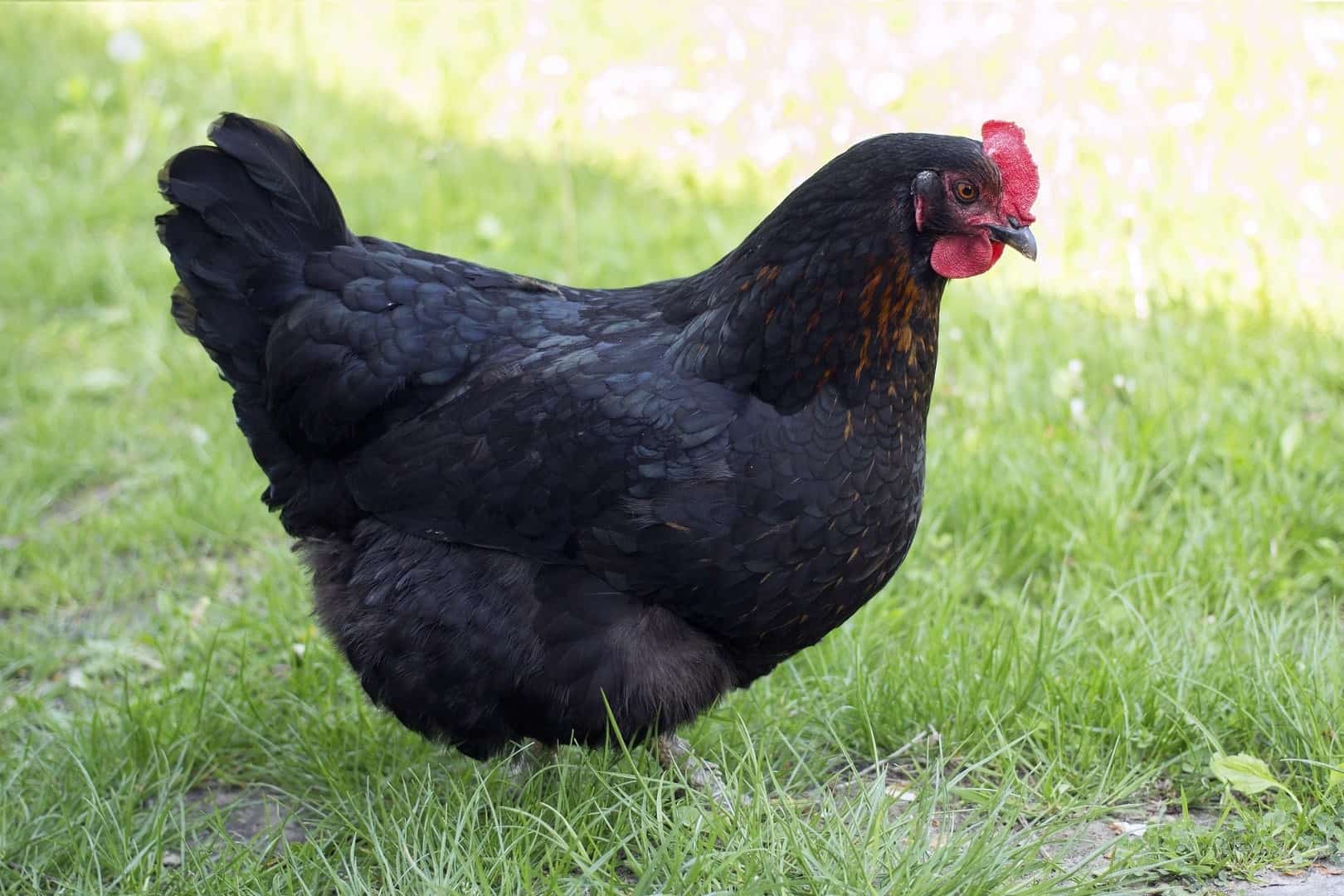 Black Sex Link Chicken