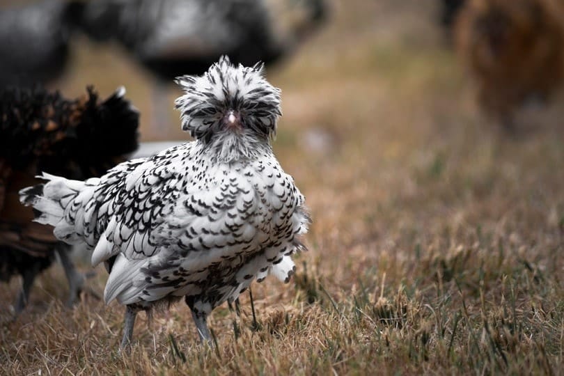 Black and White Polish chicken_Roger Bishop_shutterstock