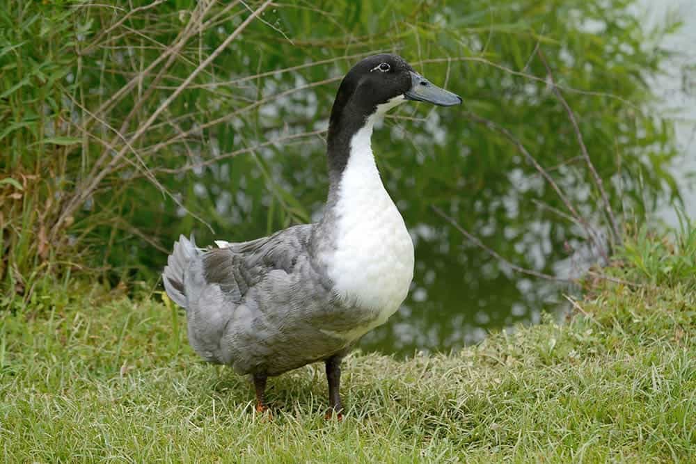 Blue Swedish Duck