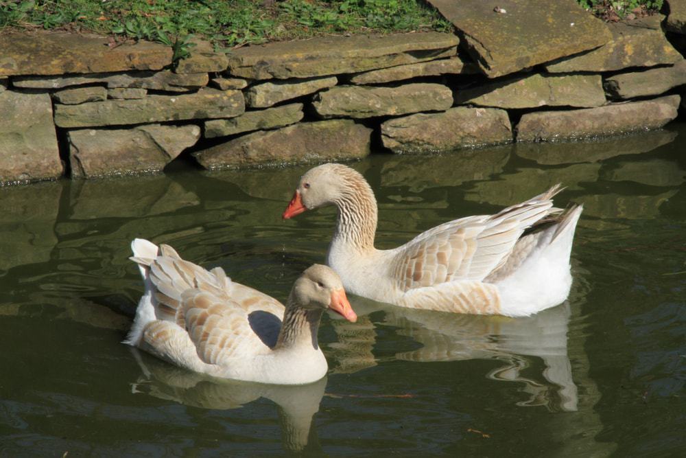 Brecon Buff Goose