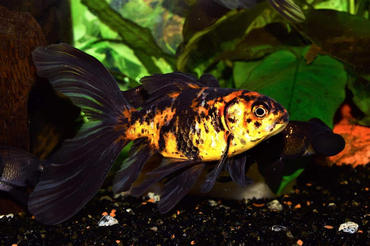 Bristol Shubunkin Goldfish