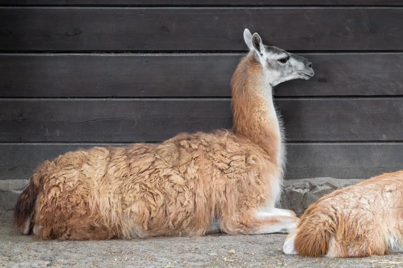 Brown Llama lying indoor