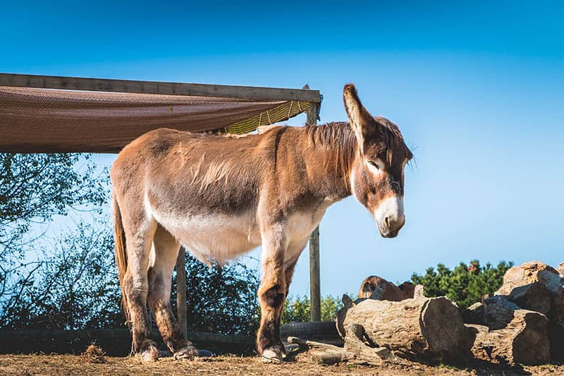 Brown and white donkey sleeps in a meadow with a wooden hut