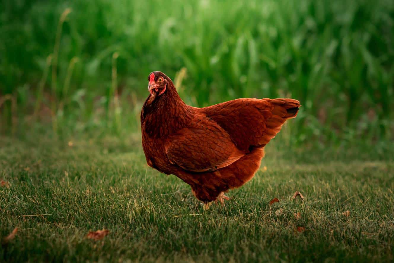 Buckeye Chicken