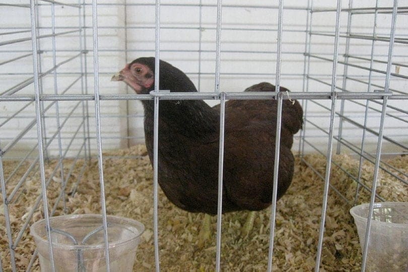 Buckeye